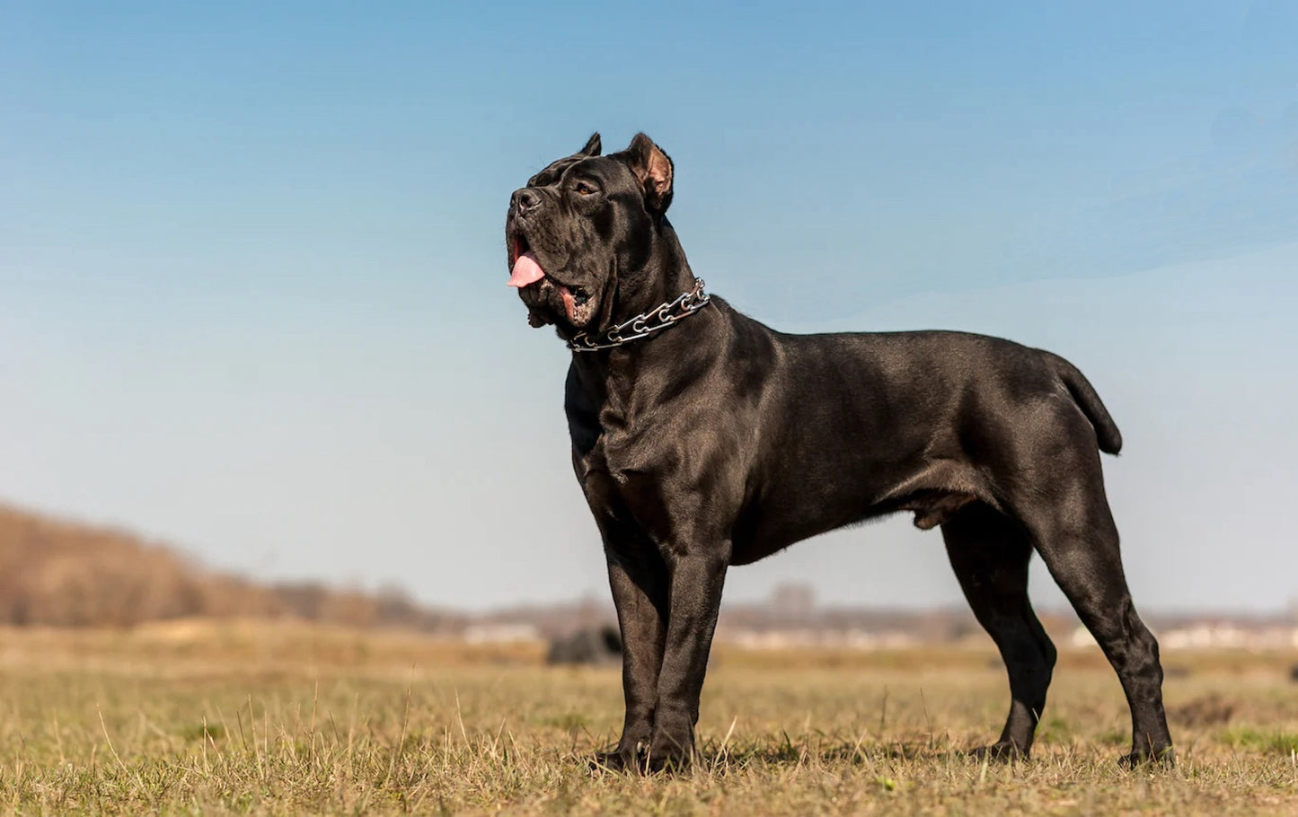 Indomitable Spirit Pet Shampoo™