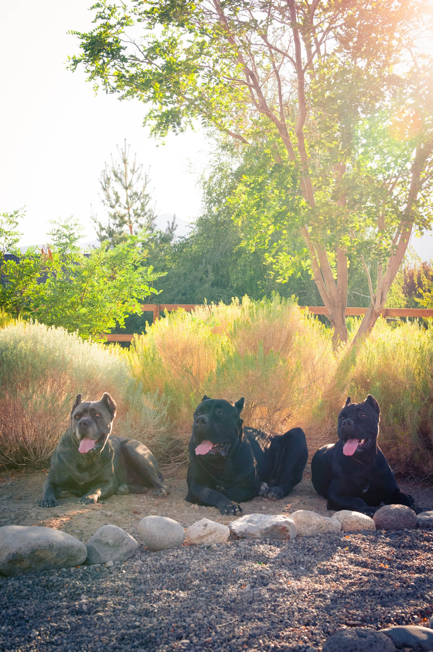 Indomitable Spirit Pet Shampoo™