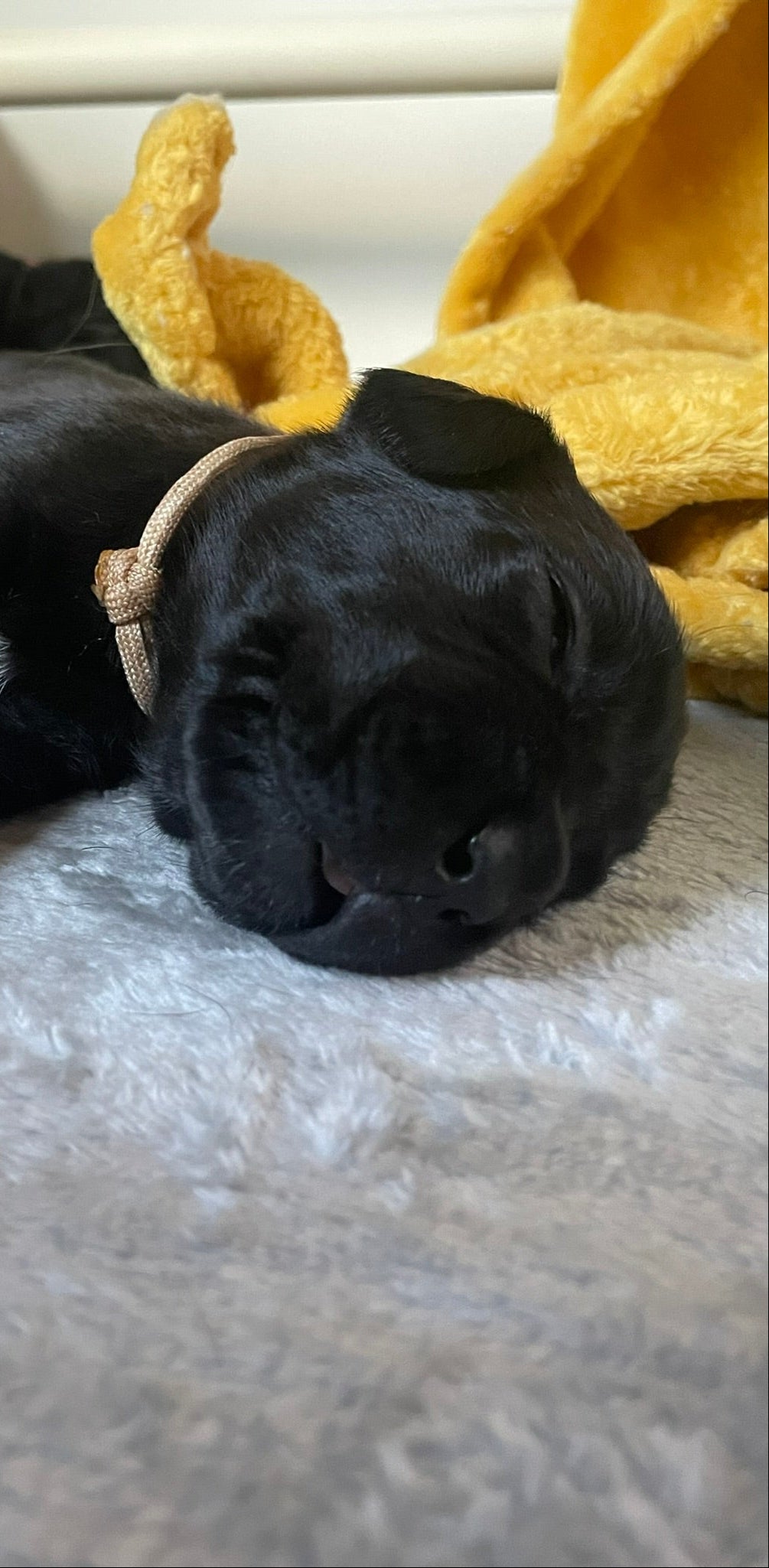 Baby Corso lying on a bed with a yellow blanket