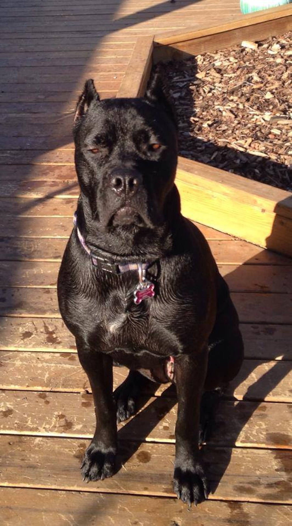 Gallery – Indomitable Spirit Cane Corso