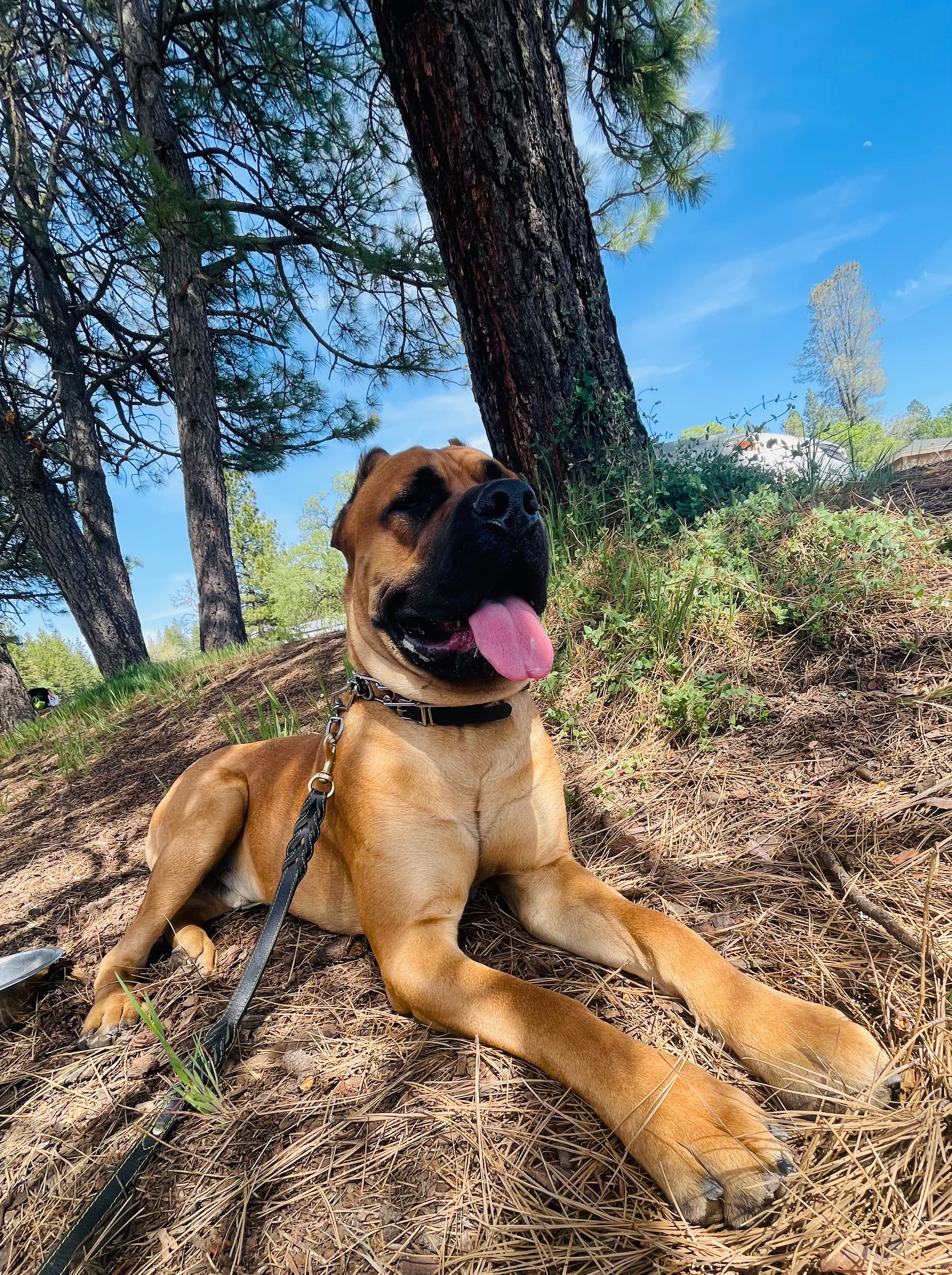 Indomitable Spirit Cane Corso's Unleash The Hero - Sigma